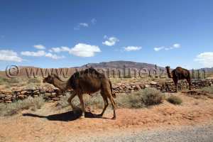 Des potentialités en attente d'exploitation à El-Bayadh