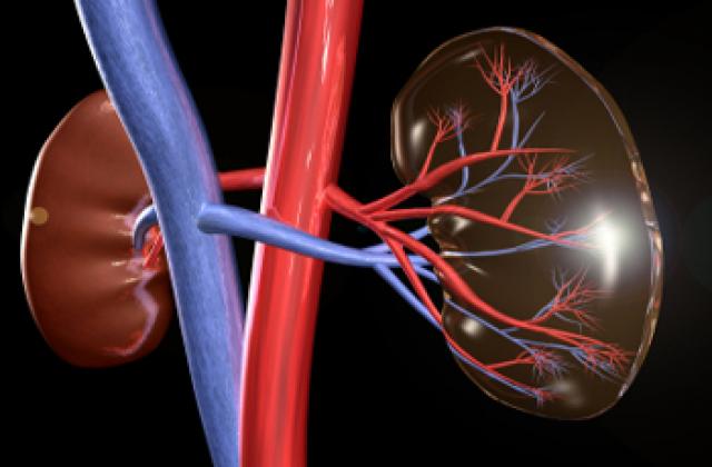 نجاح أول عملية لزرع الكلى بالمستشفى الجامعي لباتنة