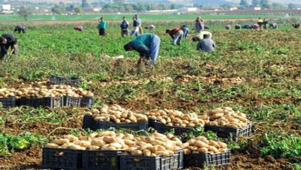 Réception des premières récoltes de pomme de terre de saison à Mostaganem