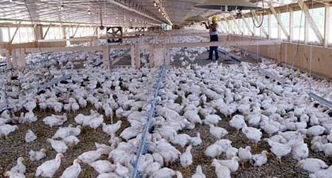 ردع المخالفين من أصحاب المداجن الفوضوية بعديد البلديات في باتنة