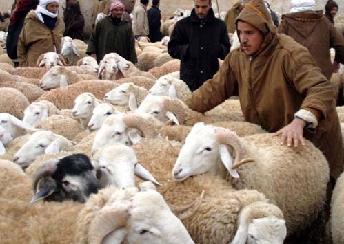 موالون يتجمهرون أمام مقر الدرك الوطني بحاسي الدلاعة في الأغواط