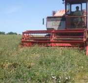 ترقب حصاد 2.4 مليون قنطار من محصول الحبوب خلال موسم الحصاد القادم بسيدي بلعباس