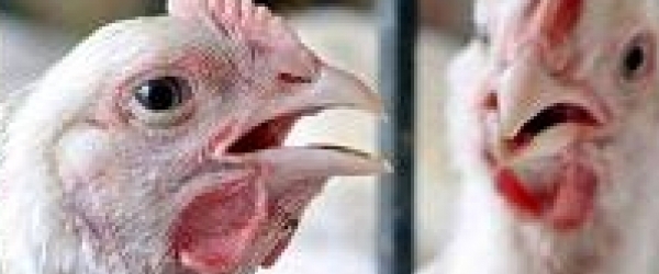 مرض غريب يفتك بالدجاج في بين الويدان بسكيكدة