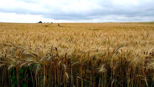 Vers l'élargissement de la cartographie des zones céréalières à d'autres wilayas