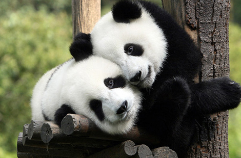 الصين تؤخر تسليم دبيّ باندا لماليزيا بسبب الطائرة المفقودة