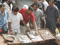 À défaut d'une poissonnerie à Guelma