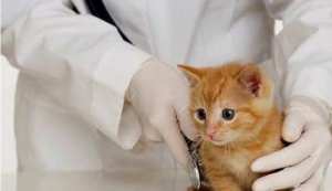 بياطرة غليزان يحذّرون من الاستعمال المفرط للمضادات الحيوية