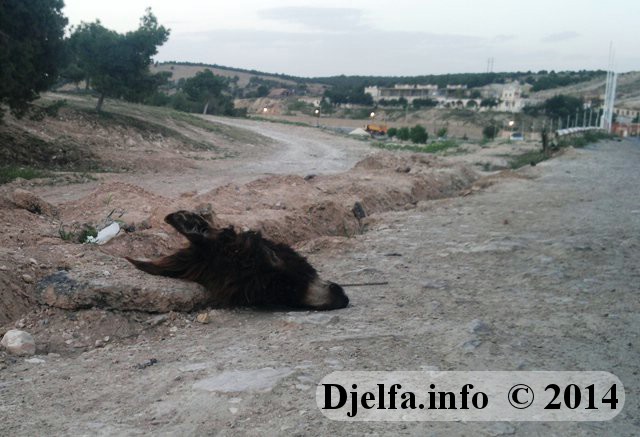 العثور على أحشاء وجلود مسلوخة ورؤوس حمير بالمخرج الشمالي لمدينة الجلفة ... ومديرية التجارة على المحك