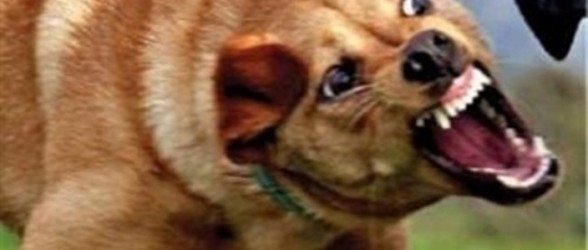 كلب يعض تلميذة داخل مدرسة في خنشلة