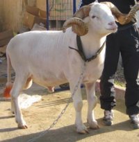 Le bélier de combat Russy cédé à 75 millions de centimes !