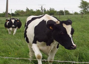 الأبقار تزاحم طلبة جامعة قسنطينة1