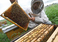 Blida / Apiculture