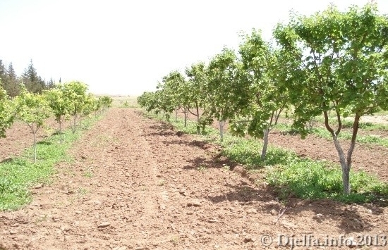 الشروع في إزالة مستثمرات فلاحية منتجة بمسعد في الجلفة وإنشاء منطقة صناعية