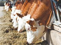 Production de viande bovine