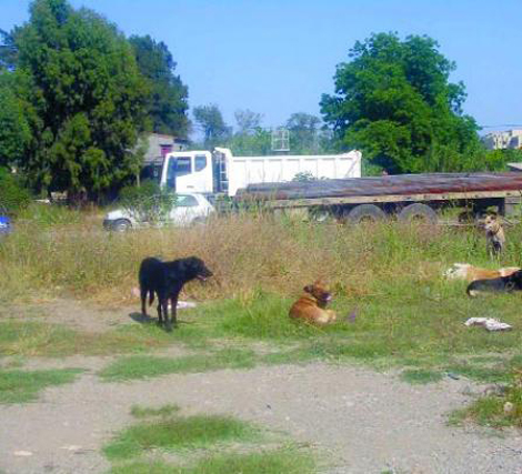 كلاب مسؤول محلي تحدث هلعا بمدينة الوادي