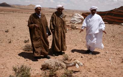 Mesures extrêmes à l'Est contre la fièvre aphteuse