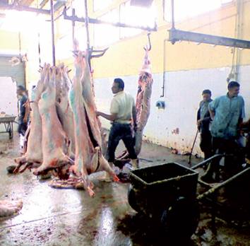 Quand les barons de la viande font la loi