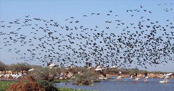Des actions de sensibilisation à Jijel pour la protection des oiseaux migrateurs