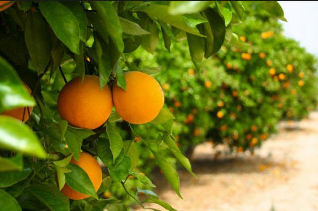 تحقيق مردود ب220 قنطار من الحوامض في الهكتار الواحد بولاية قالمة