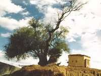Sites archéologiques de Souk-Ahras