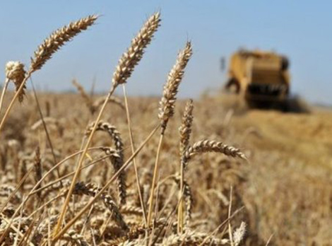 خبراء جزائريون وأجانب يناقشون الأمن الغذائي للبلاد في تيارت