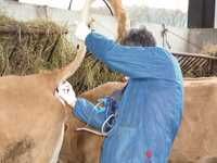 Pour prévenir de la fièvre aphteuse à Bouira