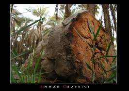 حنين الجذع إلى رسول الله