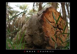 حنين الجذع إلى رسول الله