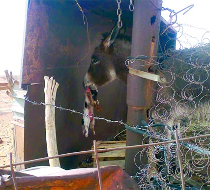 الحادثـة أثـارت ذهول الشارع البشاري                    حمار هائج يهاجم البشر ويلتهم الكلاب