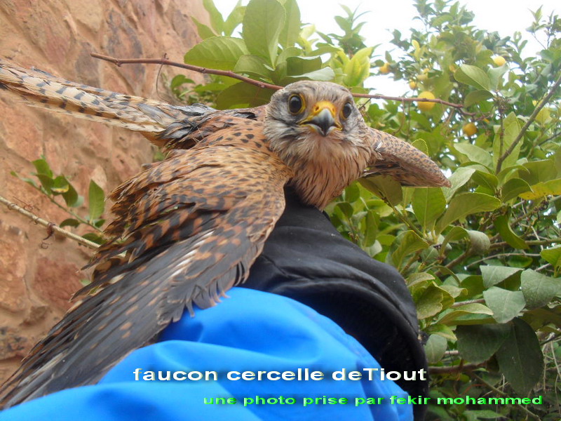 faucon cercelle de Tiout