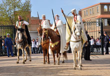 Tiaret / Cheval barbe