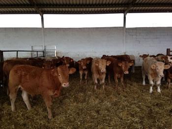 350.000 vaches seront importées