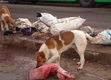 حملة واسعة ضد الحملة القلاعية وداء الكلب ببجاية