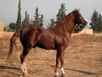 L'OMCB étend les prérogatives du secrétariat général dont l'Algérie assure la gestion