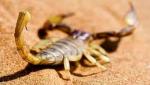 Piqûres de scorpions dans le sud