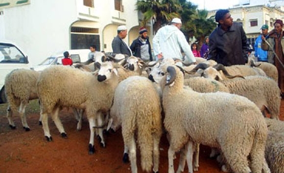 مربوا المواشي بالوادي مستاؤون