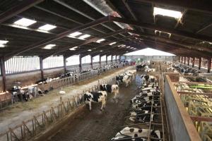 Elevages ovins et bovins à Oran : Modernisation de trois fermes