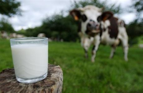 Lait. La Bretagne installe une filière en Algérie