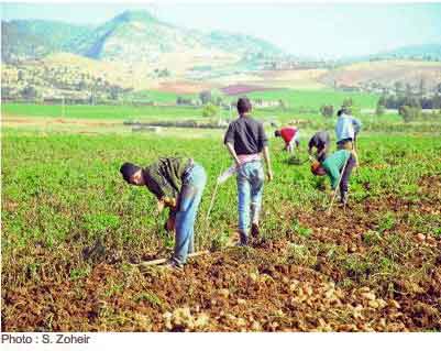 Des crédits de 1 million de dinars par hectare pour les nouveaux exploitants