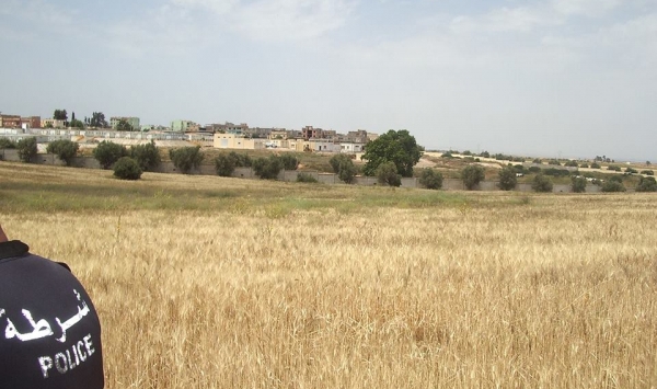 الشرطة تعثر على مزرعة للكيف في صبرة بتلمسان