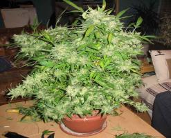 العثور على 70 نبتة للقنب الهندي في حقل للحبوب بتلمسان