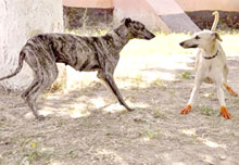 Tiaret / La race est menacée de disparition