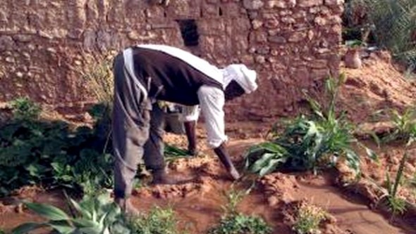 Diverses opérations pour impulser le développement agricole à Tindouf