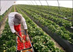 انخفاض ملحوظ في محصول الفرولة بسكيكدة