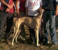 Un patrimoine en voie de disparition