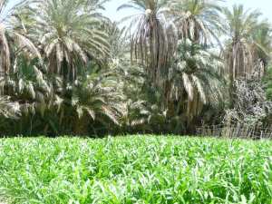 اقلي لؤلؤة الساورة