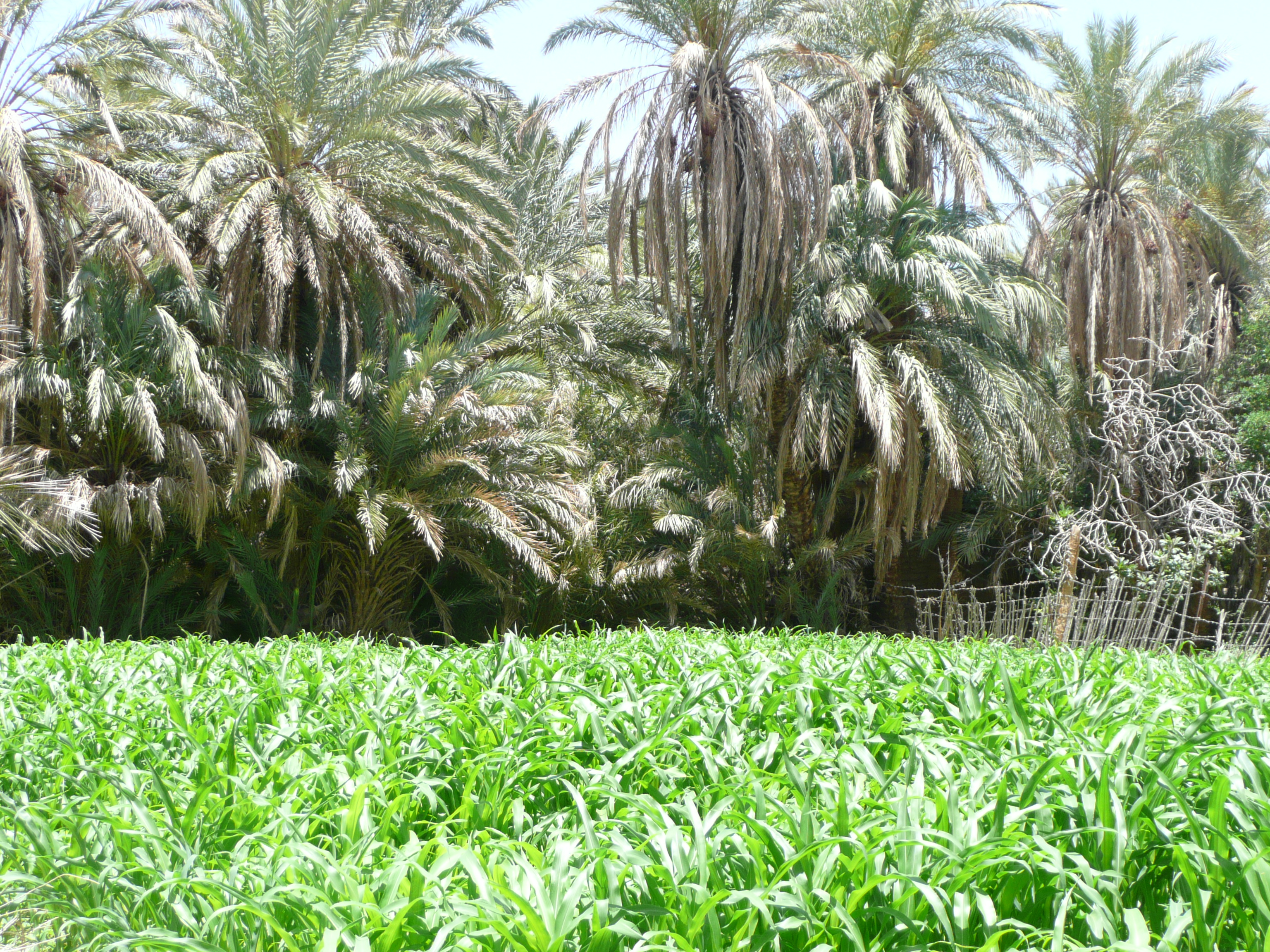 اقلي لؤلؤة الساورة