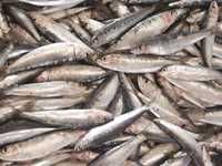 Le directeur de la pêche de Tizi Ouzou explique le phénomène