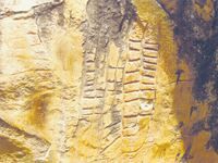 Découverte d'un important site archéologique