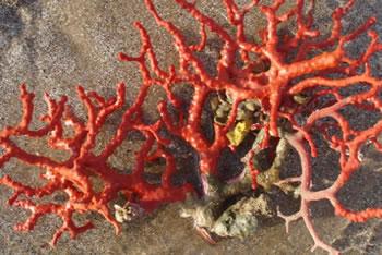 La pêche du corail reprend